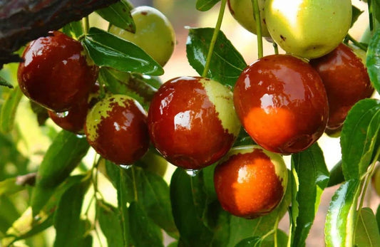Li Jujube