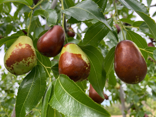Lang jujube